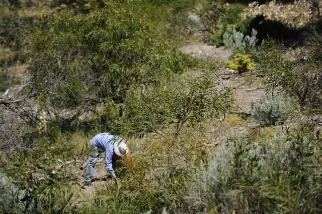 Volunteers are at the heart of Periwinkle Bushland